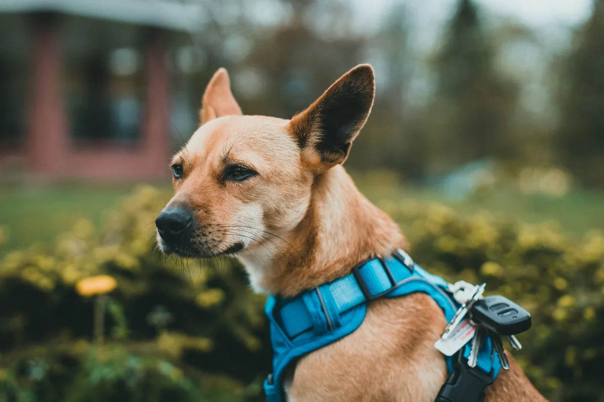 Perro con un arnés acolchado azul sentado en el jardín