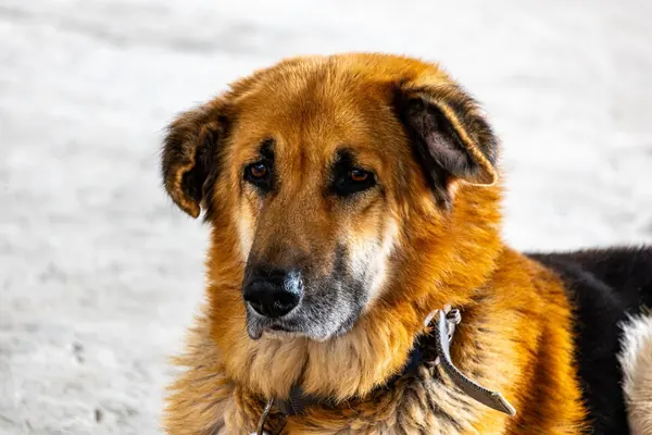 Perro pastor de pelaje dorado con un collar de cuero, fotografiado de perfil