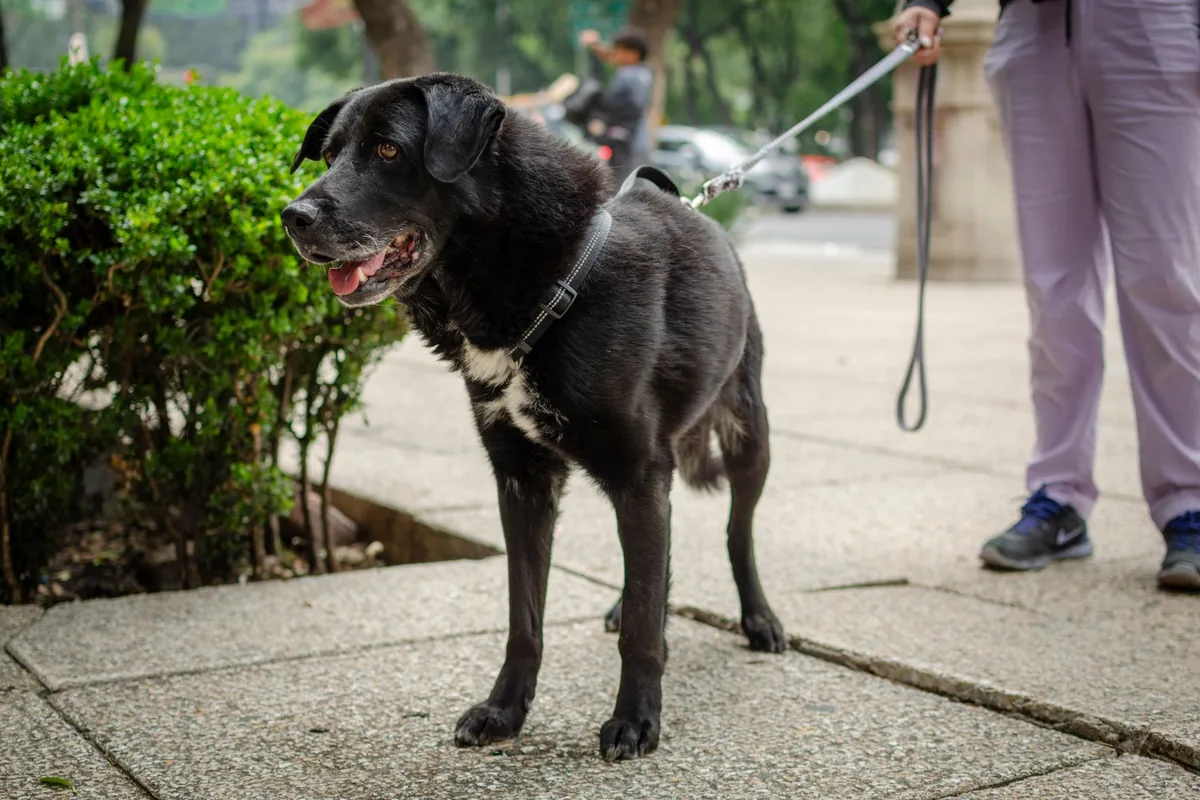 Perro negro paseando con correa y arnés por una acera